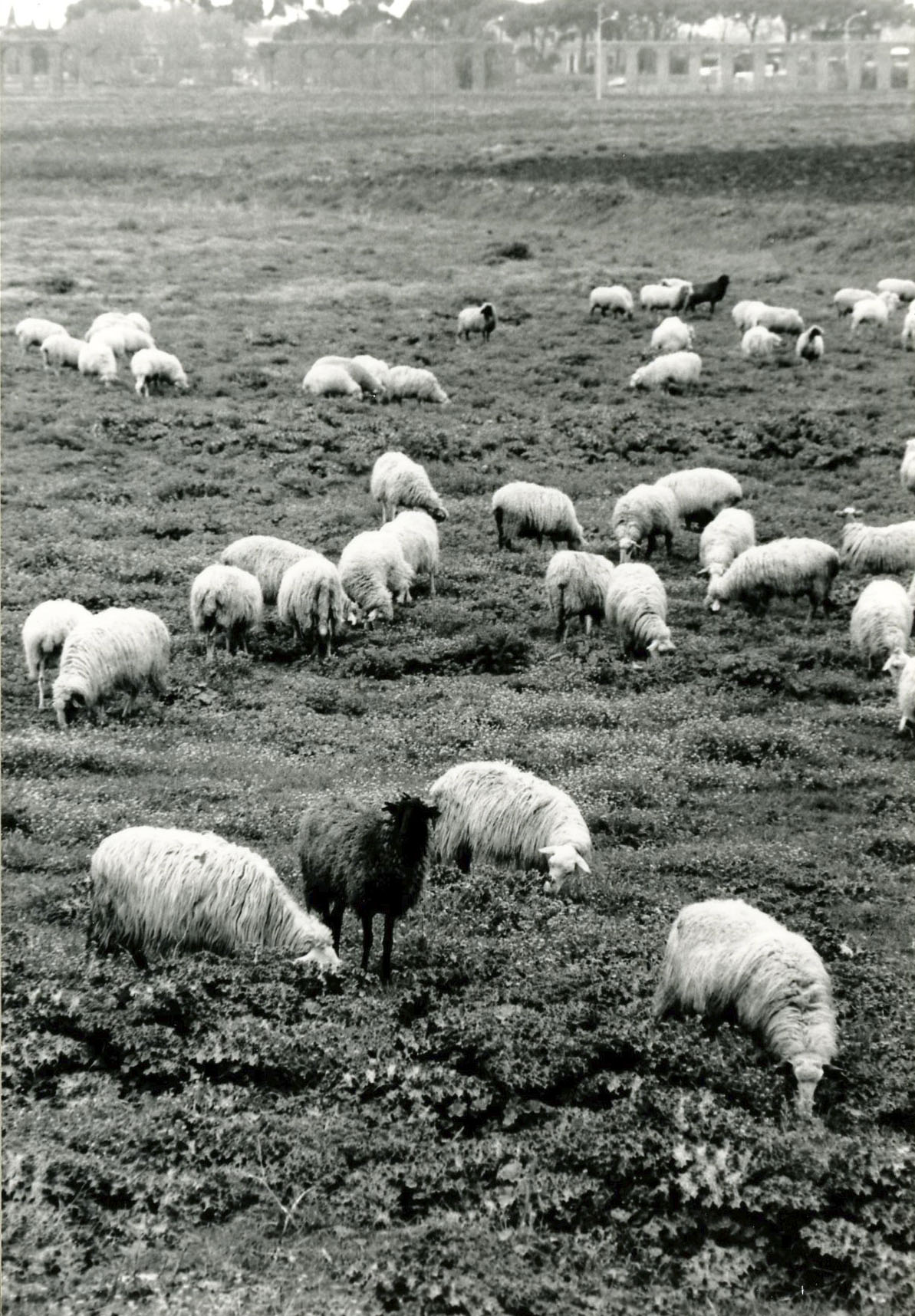 Gregge di pecore, Appia Antica, Roma, maggio 1992.