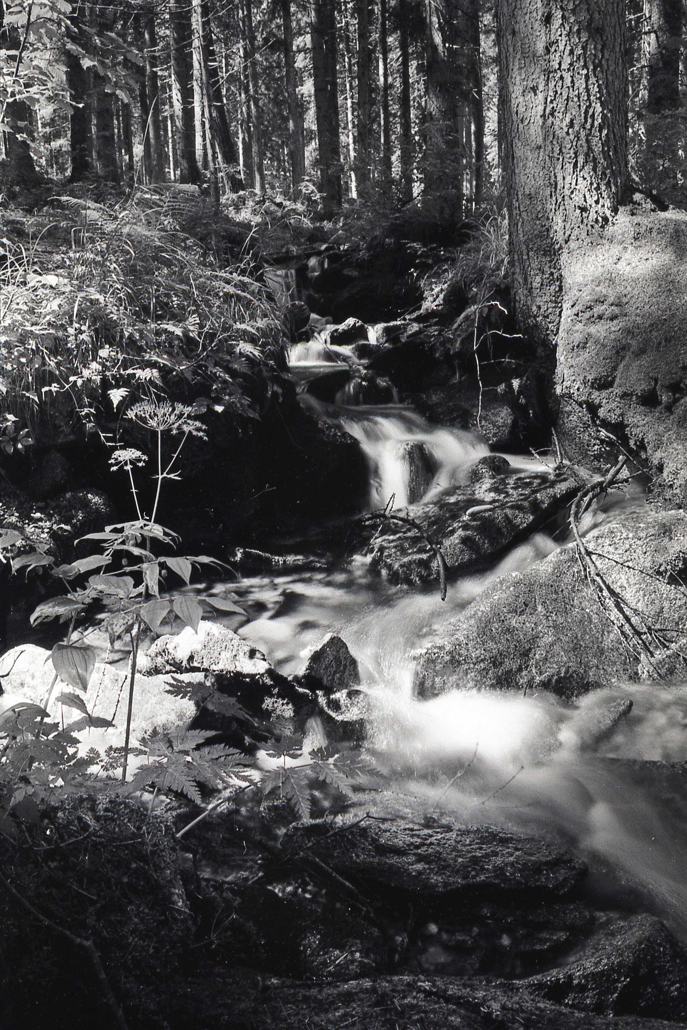 Torrente a Marilleva 1400, Val di Sole, Trentino, agosto 1993.